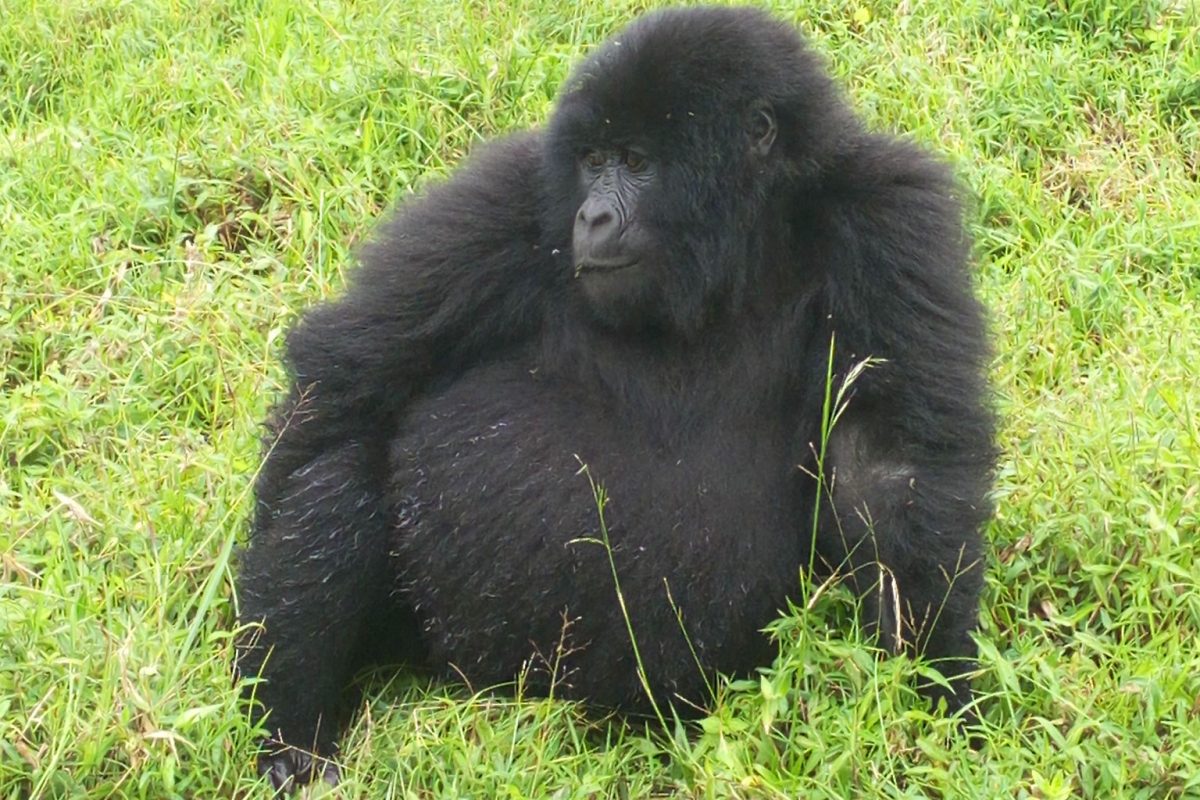 Gorilla Trekking Journeys in Mgahinga National Park