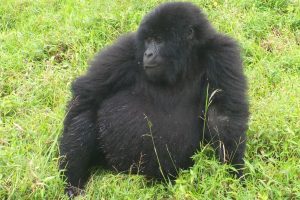 Gorilla and Wildlife Safaris with Nature Adventure Uganda