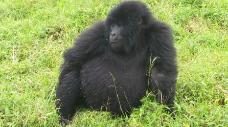 Wildlife and Gorilla Safaris in Uganda