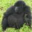 Gorilla Tours in Congo