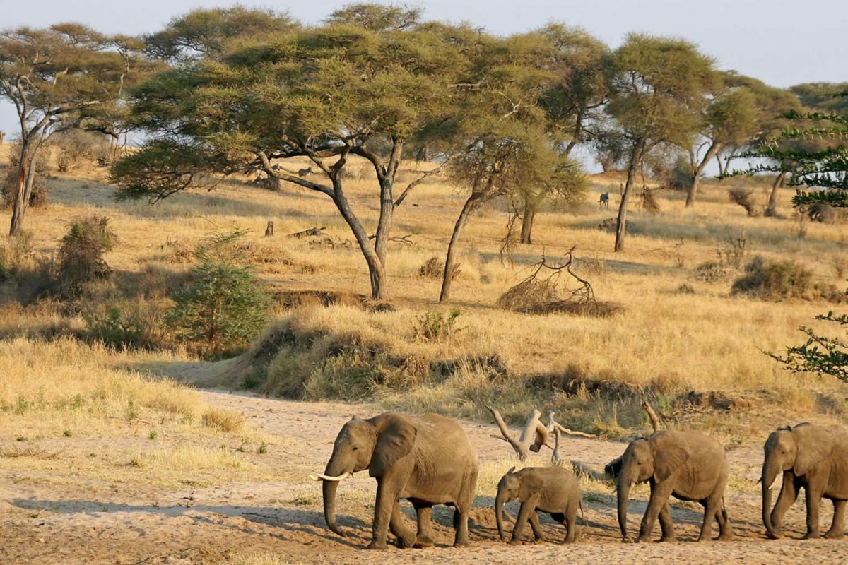 Where to Take the Best Wildlife Safaris in Uganda