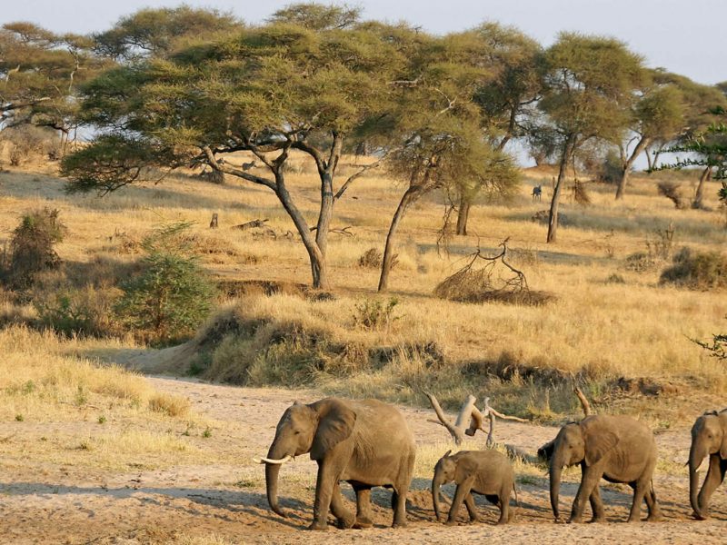 Where to Take the Best Wildlife Safaris in Uganda