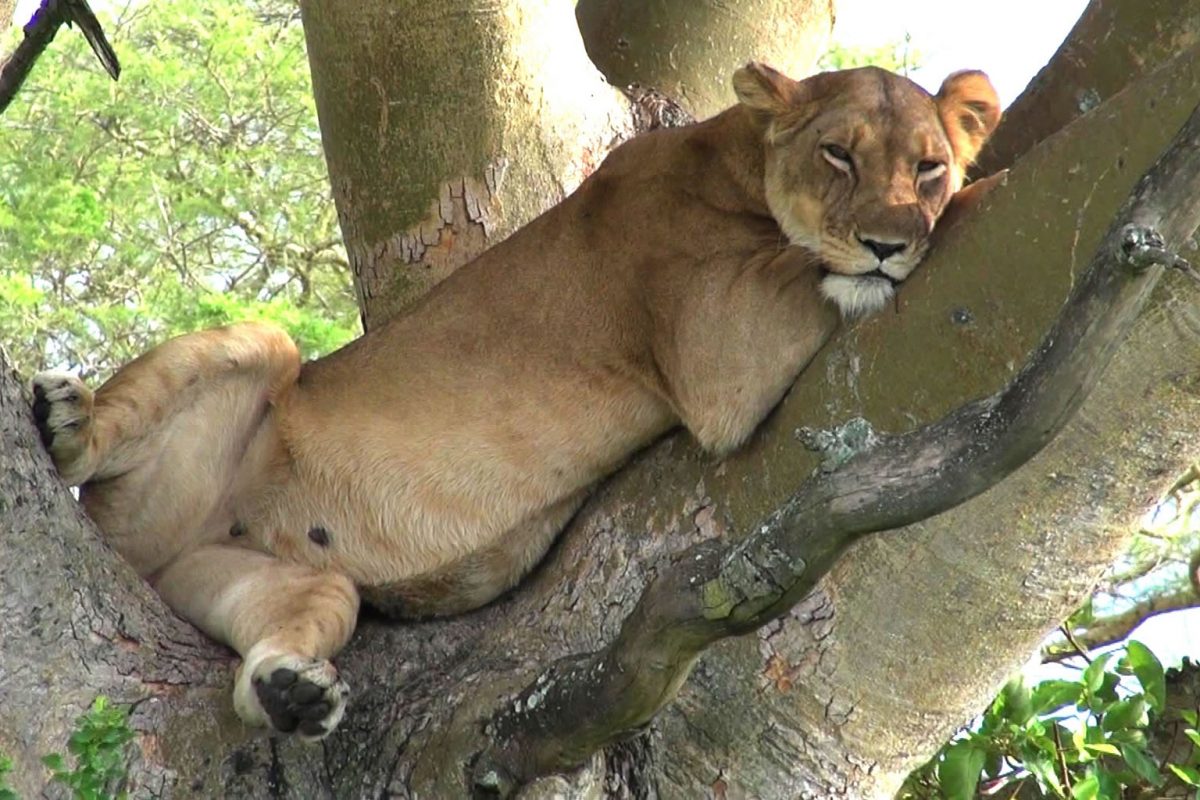 Uganda Safari Experience in Queen Elizabeth National Park