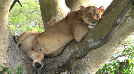 Uganda Safari Experience in Queen Elizabeth National Park