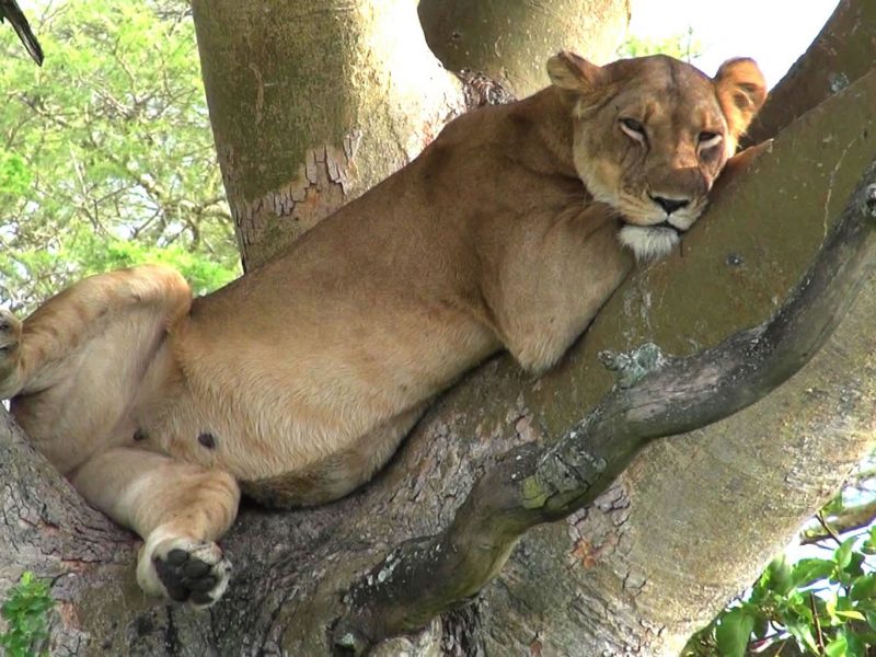 Uganda Safari Experience in Queen Elizabeth National Park