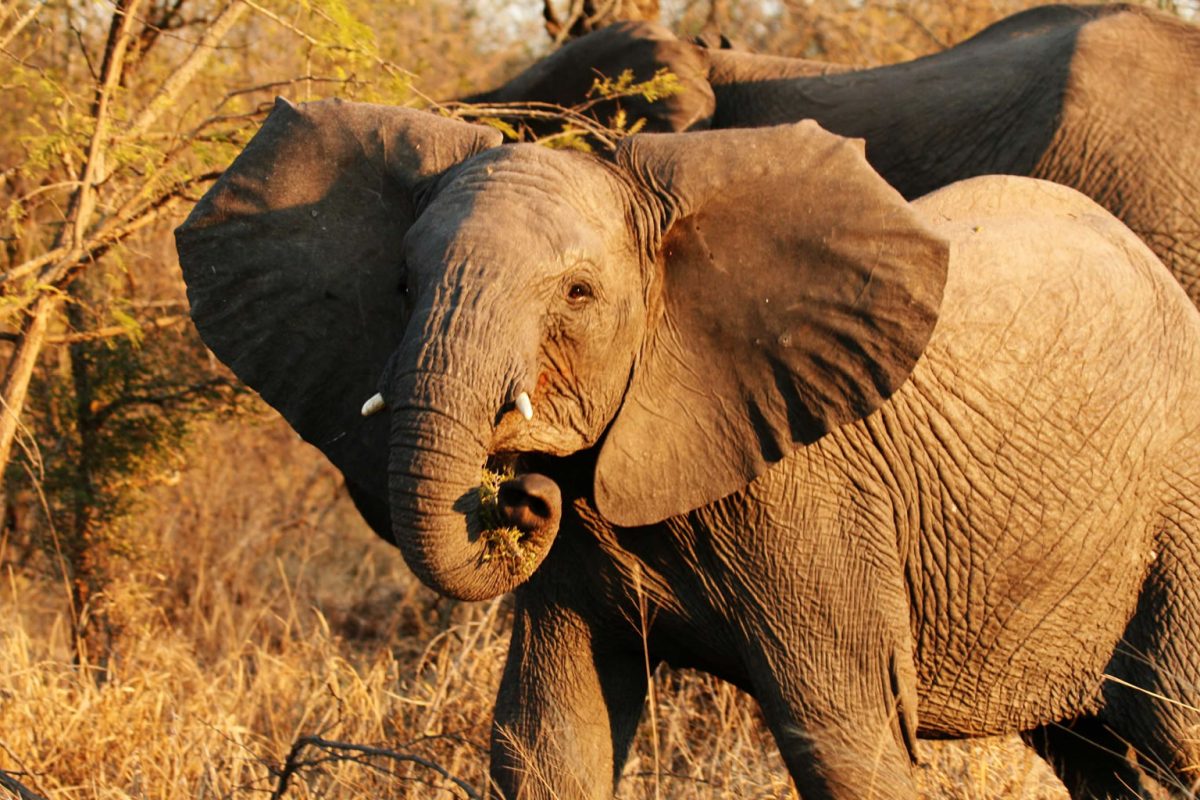 Travel to Uganda Wildlife National Parks