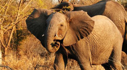 Visit Uganda Pure Wildlife National Parks–Kidepo and Murchison