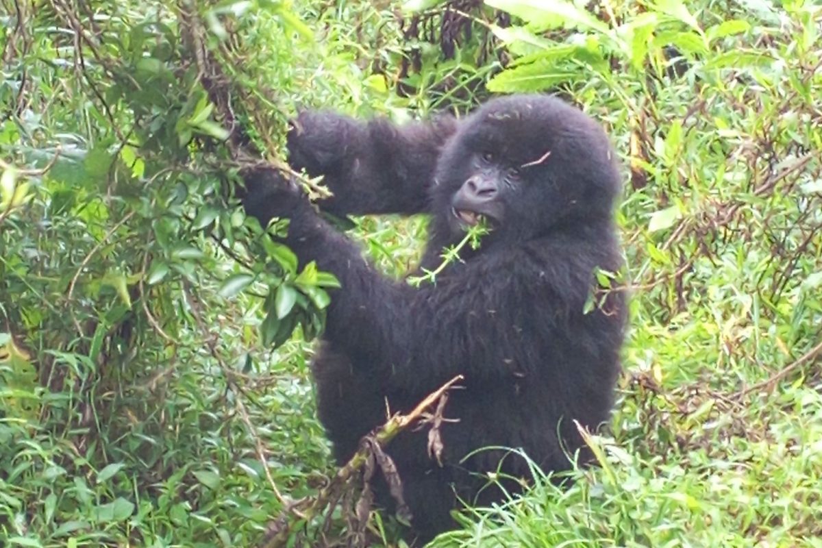 How to Trek Mountain Gorillas in Uganda