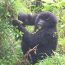 Gorilla Trekking in Mghinga National Park