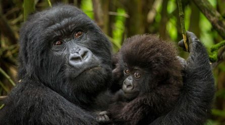 Encounter Gorilla Safaris in Bwindi,Uganda