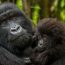 Gorilla Tours in Uganda