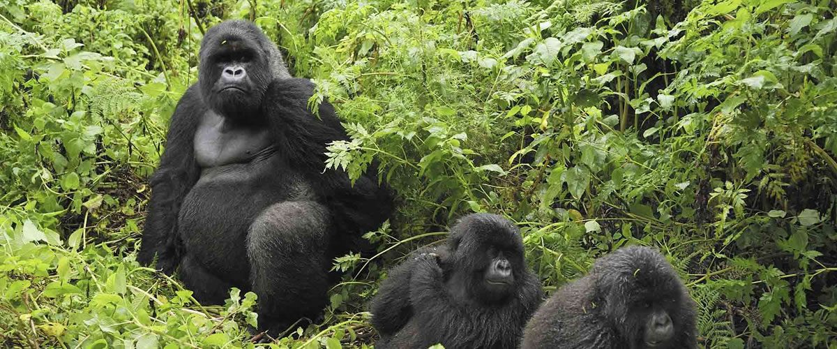 Visit Kenya and Uganda – Wildlife Vs Gorillas