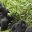 Mountain Gorillas in Uganda